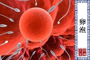 卵泡
