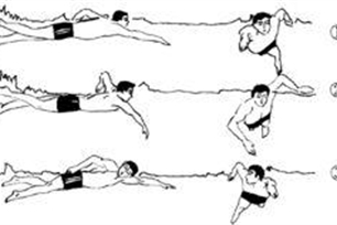 爬泳的意思、造句、近义词