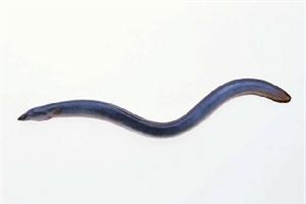 鳝鱼