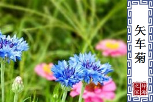 矢车菊