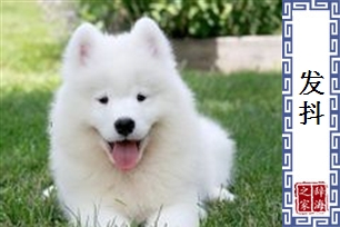 发抖的意思、造句、近义词