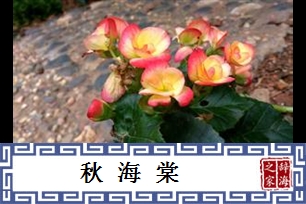秋海棠
