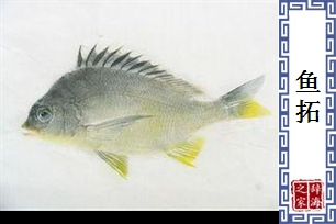鱼拓
