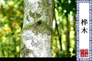 桦木