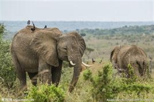 温血动物的意思、造句、反义词