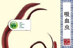 吸血虫