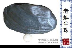 老蚌生珠的意思、造句、近义词