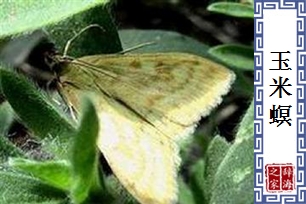 玉米螟