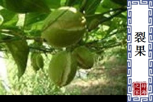 裂果