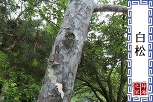 白松