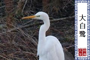 大白鹭
