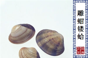 雕蚶镂蛤