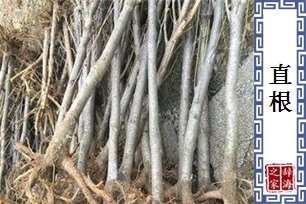 直根