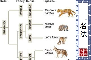 二名法