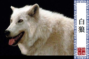 白狼