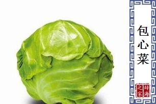 包心菜