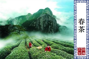 春茶