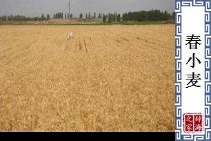 春小麦