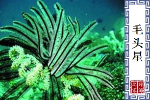 毛头星
