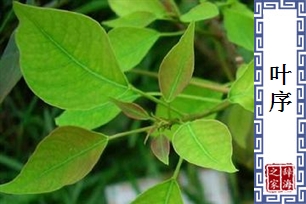 叶序