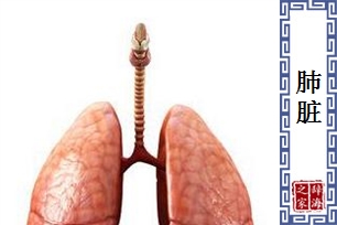 肺脏