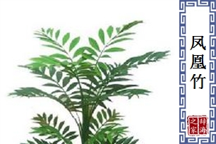 凤凰竹