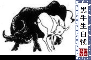 黑牛生白犊