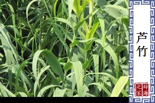 芦竹