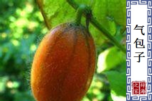 气包子