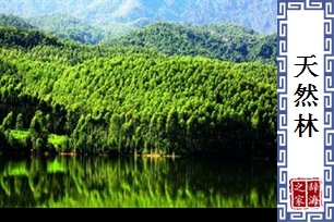 天然林
