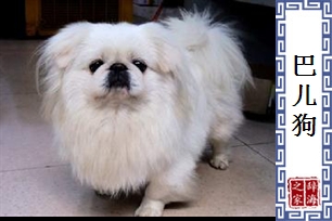巴儿狗