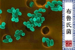 布鲁氏菌
