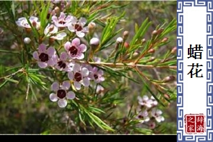 蜡花