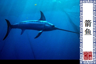 箭鱼