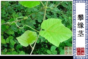 攀缘茎