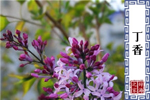丁香