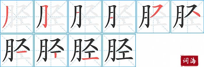 胫字怎么写图解